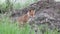 Red Fox Young Pup sitting on a stone looking and walks away. Vulpes vulpes