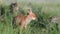 Red Fox Young Pups hiding on a grass. Vulpes vulpes