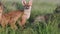 Red Fox Young Pups hiding on a grass. Vulpes vulpes