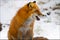 Red Fox Yukon Wildlife Preserve