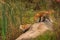 Red Foxes Vulpes vulpes Stand on Rock at Edge of Pond Autumn