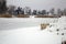 Red foxy dog hunting in the reeds in the frozen lake