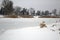 Red foxy dog hunting in the reeds in the frozen lake