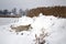 Red foxy dog hunting in the reeds in the frozen lake