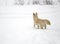 Red foxy dog hunting in the reeds in the frozen lake