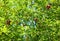 Red fragrant fruit of pomegranate grows on a tree