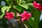 Red Frangipani Blooms blossoming on Branch of Tee