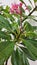 Red frangipani flowers look fresh after being splashed with rain