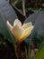 Red frangipani plant flower