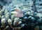 Red-freckled Hawkfish perches on a coral at the bottom of the Indian Ocean