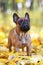 Red french bulldog dog posing outdoors in autumn