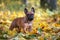 Red french bulldog dog posing outdoors in autumn