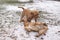 Red French Mastiffs Play In Snow