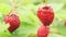 Red fresh appetizing natural strawberry on stem with green leaves extreme closeup macro