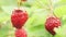 Red fresh appetizing natural strawberry on stem with green leaves extreme closeup macro