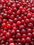 Red fresh cranberry closeup background