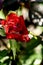 Red fresh delicate rosebud in the garden