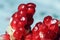 Red fresh grain pomegranate closeup