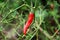 Red fresh pepper on tree