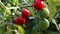 Red fresh tomatoes grown in a greenhouse. fresh cherry branches growing on a farm. Organic harvest, farming, agriculture. Close up