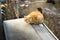 Red frightened stray cat sits on the roof of someone else`s house