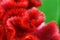Red fringed flower