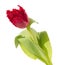 Red fringed tulip