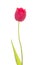 Red fringed tulip