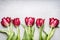 Red Fringed Tulips , floral border on light gray background, top view. Spring flowers
