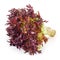 Red frisee lettuce