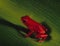 Red frog on a grass