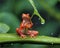 red frog holding leaf in rain