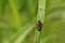 Red froghopper or red-and-black froghopper