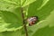 Red froghopper or red-and-black froghopper