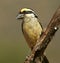 Red-fronted barbet