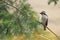 Red-fronted barbet