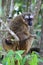 Red, fronted, Brown, lemur