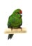 Red-fronted Kakariki parakeet on white