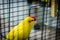 Red-fronted Kakariki parakeet yellow colored, goldcheck, (Cyanor