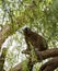 Red Fronted lemur