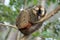 Red-fronted lemur