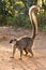 Red-fronted lemur on the ground backlit