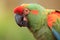 Red-fronted macaw detail