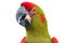 Red-fronted Macaw head closeup