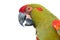 Red-fronted Macaw head closeup