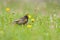 Red-fronted Serin (Serinus pusillus) is a so g bird.