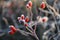 Red frozen briar berries