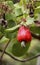 Red fruit of a cashew tree against green background, Brazil