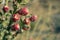 Red Fruit of Christmas Cholla Cactus In Big Bend