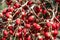 Red fruit of the foxtail palm tree, Wodyetia bifurcata, Mauritius